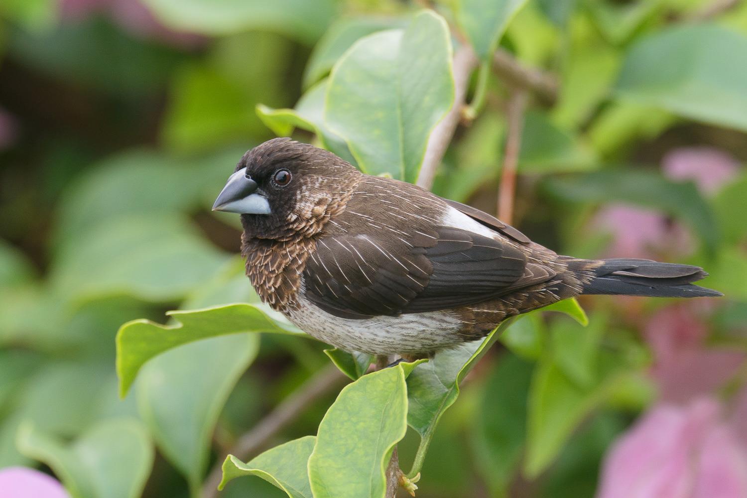 white rumped